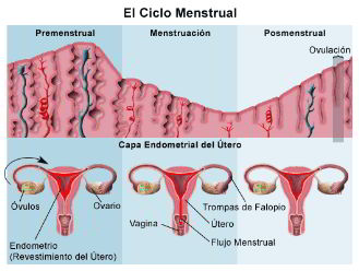 ciclo menstrual ciclo menstrual