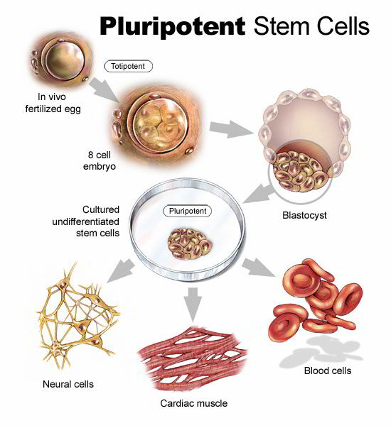 stem cells